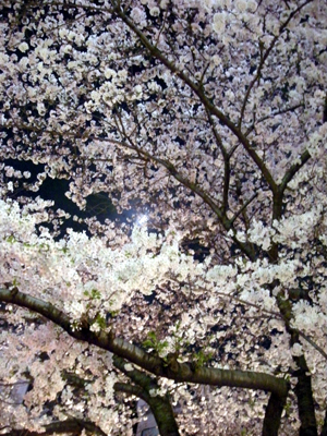 目黒川　桜