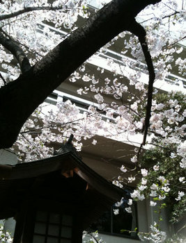 お花見 桜　2010
